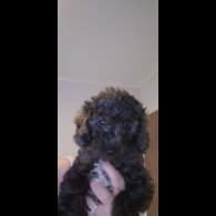Mixed Breed - Both