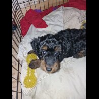 Mixed Breed - Both