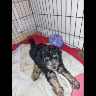 Mixed Breed - Both