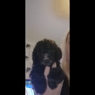 Mixed Breed - Both