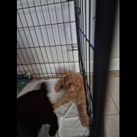 Mixed Breed - Both