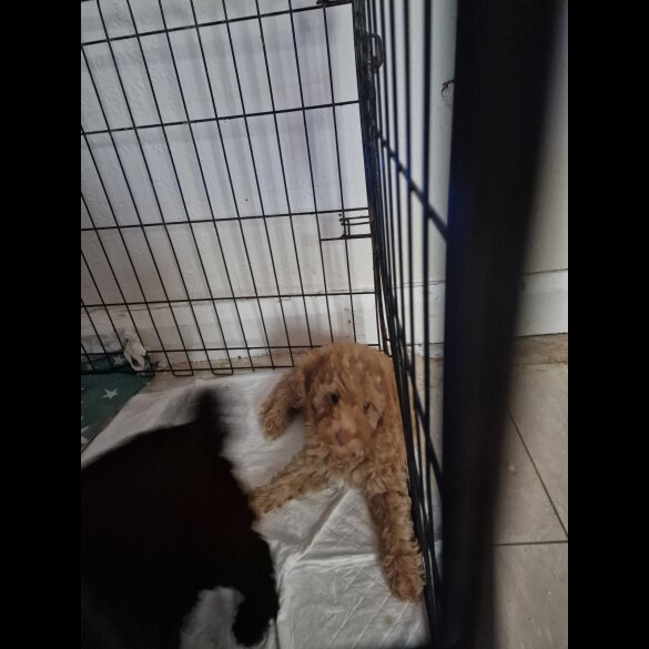 Mixed Breed - Both