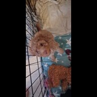 Mixed Breed - Both
