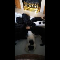 Mixed Breed - Both