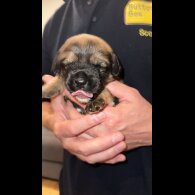 Mixed Breed - Both