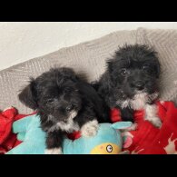 Mixed Breed - Bitches