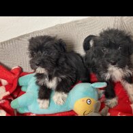 Mixed Breed - Bitches