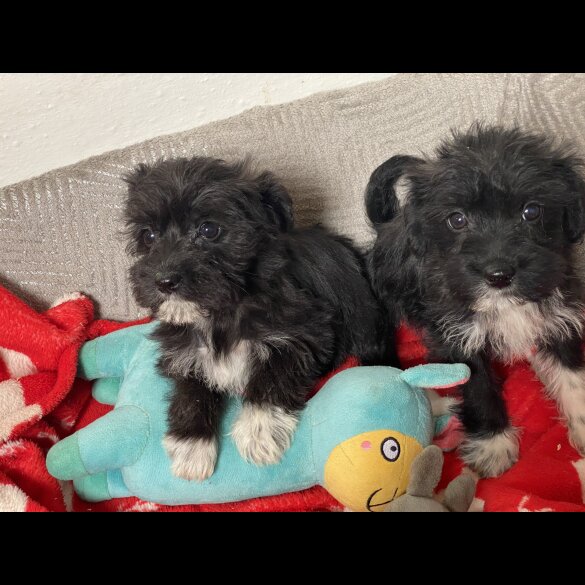 Mixed Breed - Bitches
