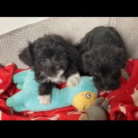 Mixed Breed - Bitches