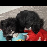 Mixed Breed - Bitches