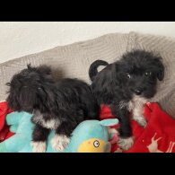 Mixed Breed - Bitches