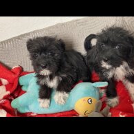 Mixed Breed - Bitches