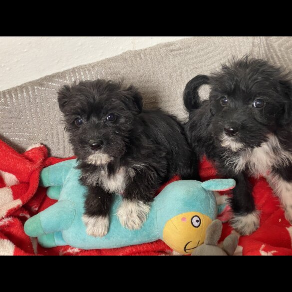 Mixed Breed - Bitches