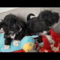 Mixed Breed - Bitches