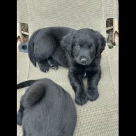 Mixed Breed - Both