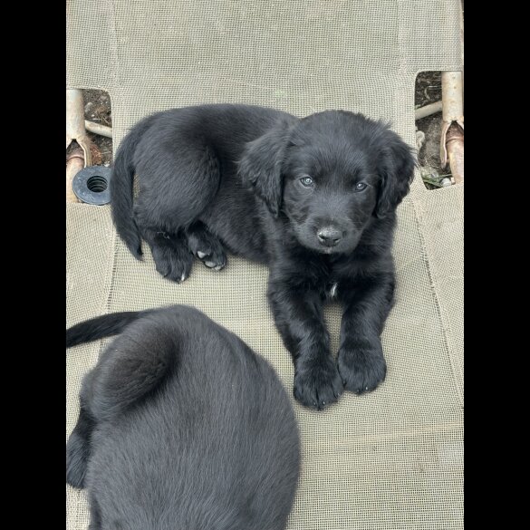 Mixed Breed - Both