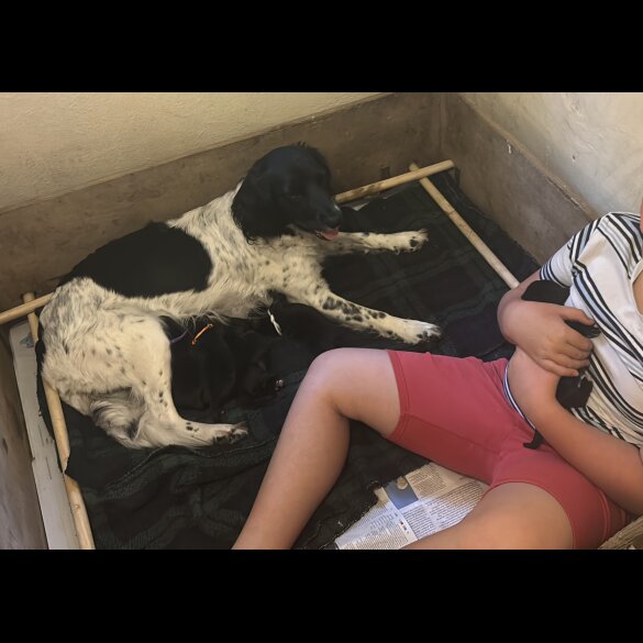 Mixed Breed - Both