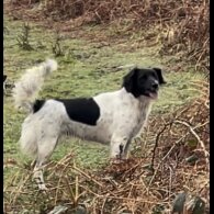 Mixed Breed - Both