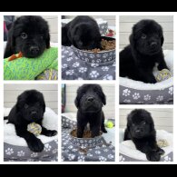 Newfoundland - Both