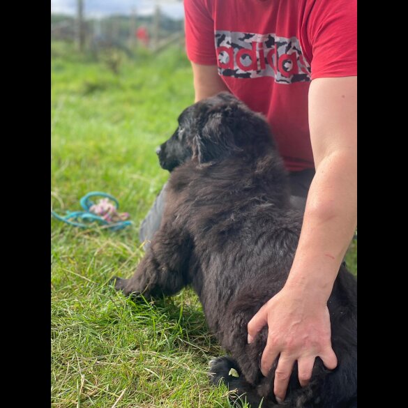 Newfoundland - Bitches
