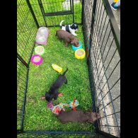 Patterdale Terrier - Both