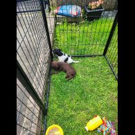 Patterdale Terrier - Both