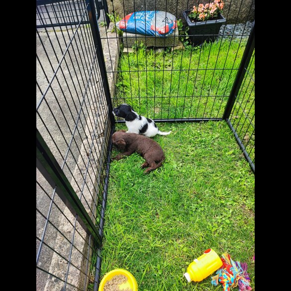 Patterdale Terrier - Both