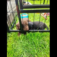 Patterdale Terrier - Both