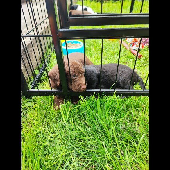 Patterdale Terrier - Both