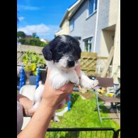 Patterdale Terrier - Both