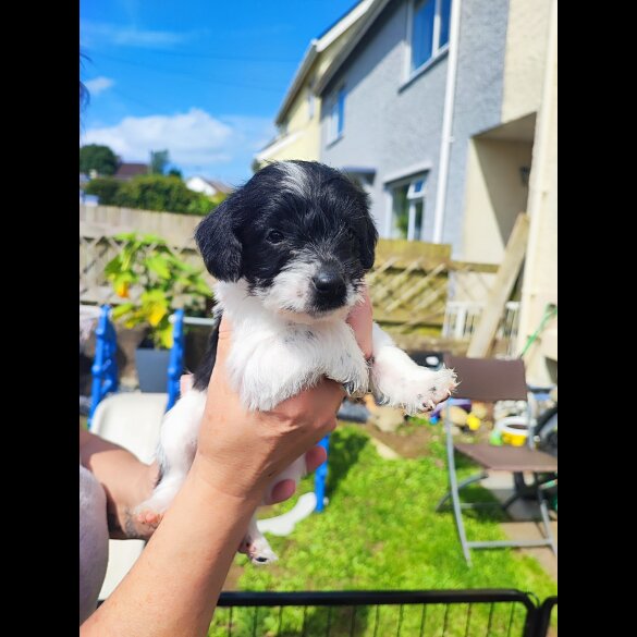 Patterdale Terrier - Both