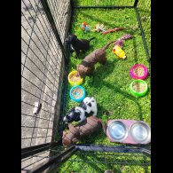 Patterdale Terrier - Both