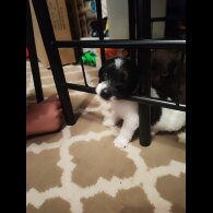 Patterdale Terrier - Both