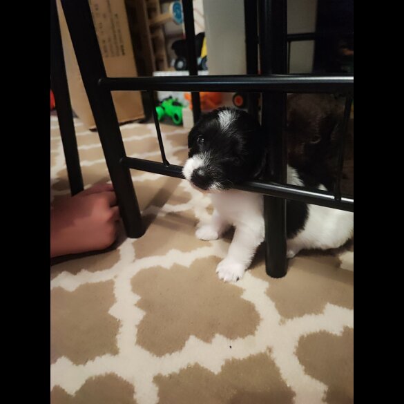 Patterdale Terrier - Both