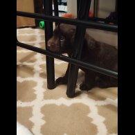 Patterdale Terrier - Both
