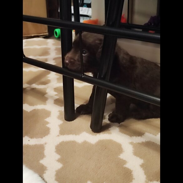 Patterdale Terrier - Both