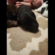 Patterdale Terrier - Both