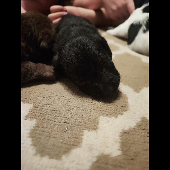 Patterdale Terrier - Both