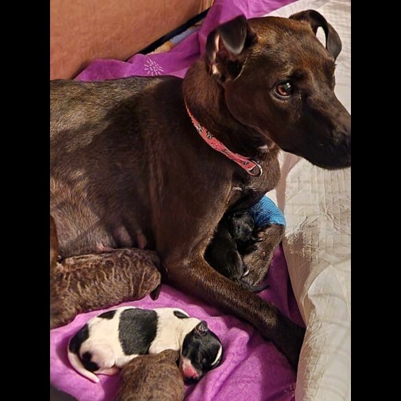 Patterdale Terrier - Both