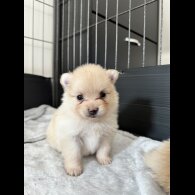 Pomeranian - Bitches