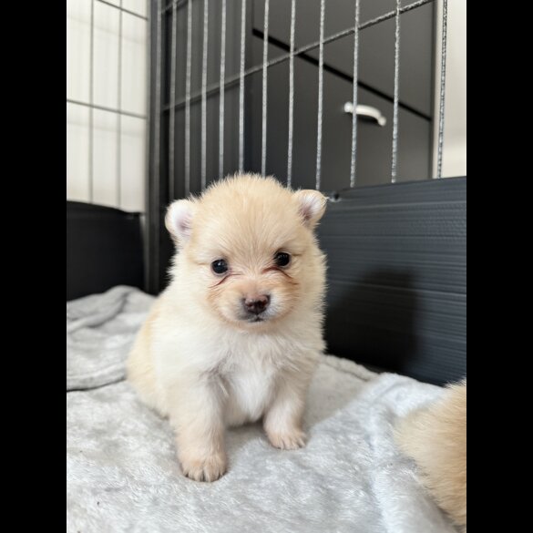 Pomeranian - Bitches