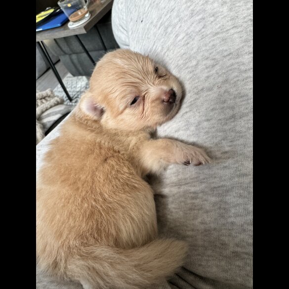 Pomeranian - Bitches