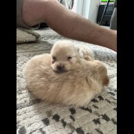 Pomeranian - Bitches