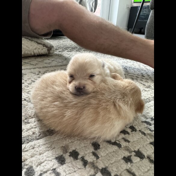 Pomeranian - Bitches