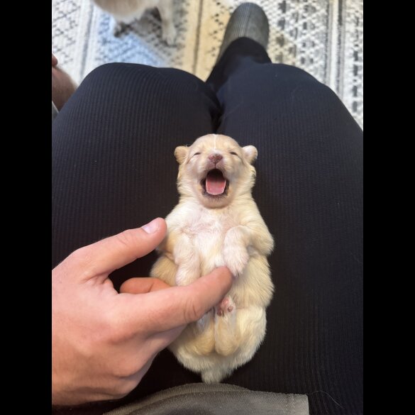 Pomeranian - Bitches