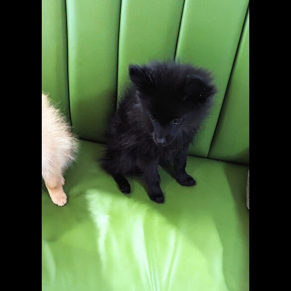 Pomeranian - Both