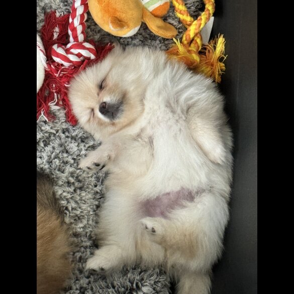 Pomeranian - Bitches