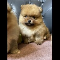 Pomeranian - Dogs