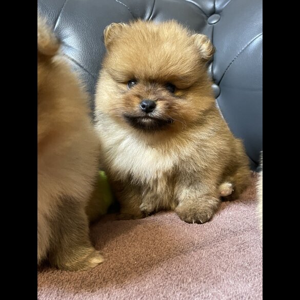Pomeranian - Dogs
