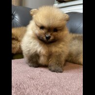 Pomeranian - Dogs